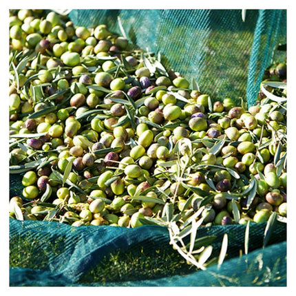 Olive Net Fruit Harvest Tool 4 x 4m - 16m².