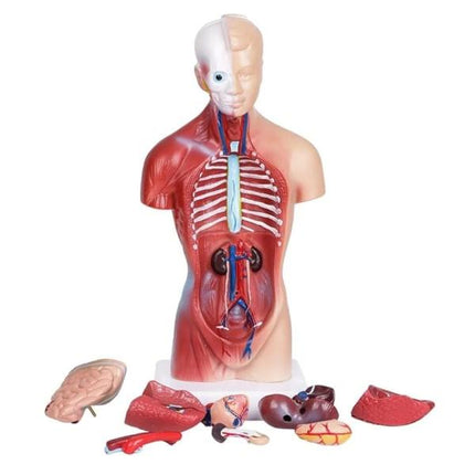 Unisex Human Torso Body Anatomy Anatomical Model Internal Organs A 28CM.