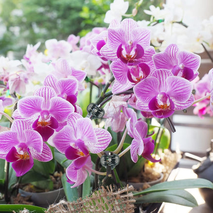 Orchid & Plant Support Clips - 100 Pcs Dark Green Garden Cymbidium Clips to Keep Stems & Vines Upright.