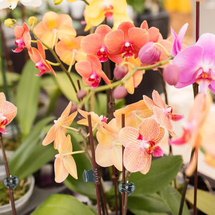 Orchid & Plant Support Clips - 100 Pcs Dark Green Garden Cymbidium Clips to Keep Stems & Vines Upright.