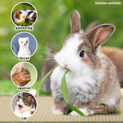 Pet Care.