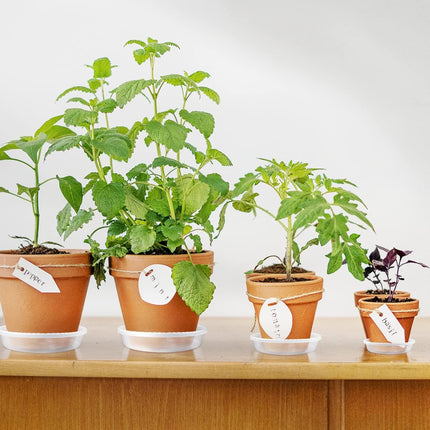 9 Pack Clear Plastic Plant Saucer, Durable Plant Trays Flower Plant Pot Saucer Plant Container Accessories for Indoors & Outdoors, Stop Messes & Stains in Your Garden (6"+8"+10").