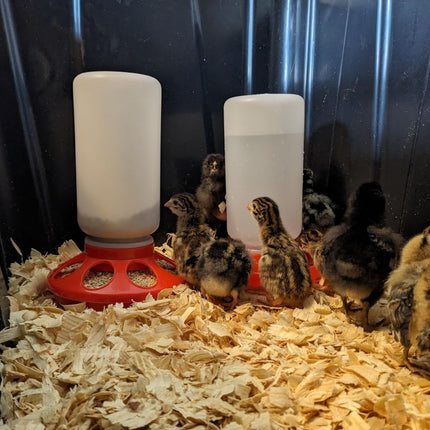 1L Durable Poultry Water Container for Chickens Ducks Turkeys Quail - Reusable Drinker Feeder.