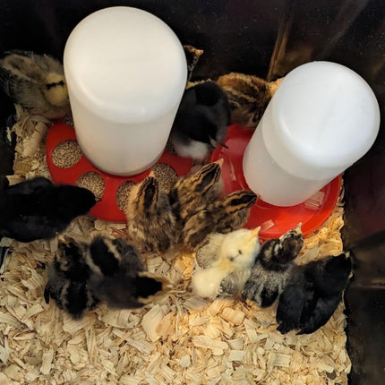 1L Durable Poultry Water Container for Chickens Ducks Turkeys Quail - Reusable Drinker Feeder.
