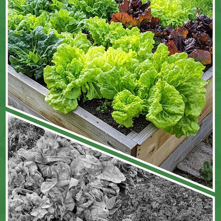 Seed Spacer Tool for Square Foot Gardens - Maximize Your Garden Space and minimize Weeds with This Premium Garden Tool.