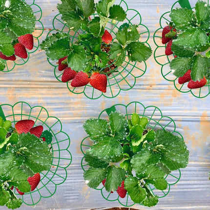15Pack Strawberry Supports - Strawberry Plant Support Stand Strawberry Growing Racks Protector Strawberry Growing Frame Holder Cage (15, B).