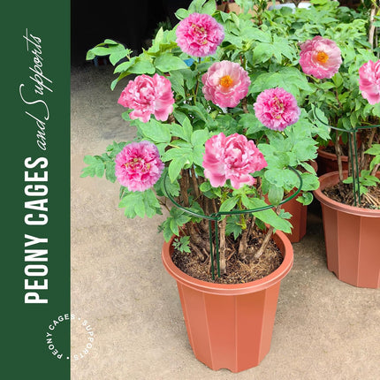 6 Pack Plant Support Plant Stakes, Metal Peony Support, Garden Plant Supports, Plant Cage, Plant Support Ring, Plant Support Stakes for Peony, Tomato, Hydrangea, Indoor Plants, 9.8 W x 15.7 H.