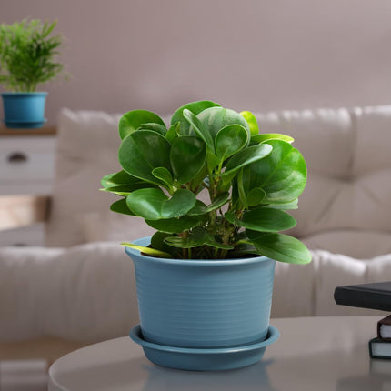 Home & Garden Cartoz.