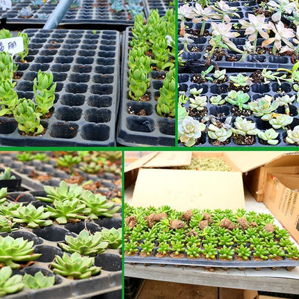 Petluno 4-piece seedling trays, 24-cell plastic seedling propagation trays, flower seed growing containers with adjustable ventilation openings for greenhouse, garden, home (with lids and bases).