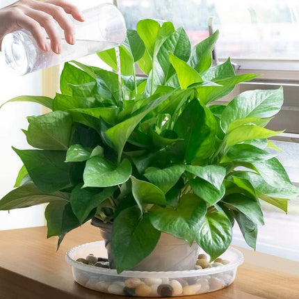 24 Pack Plant Saucer, Clear Plastic Plant Pot Saucer, Made of Thicker, Stronger Plastic, with Unique Design, Durable Flower Plant Tray for Indoor and Outdoor Plants(4 Size, 6/8/10/12 Inch).