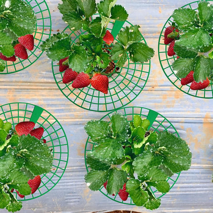10 Pack Strawberry Plant Supports, Strawberry Plant Stand with 3 Sturdy Legs, Strawberry Growing Racks, Strawberry Growing Frame, Protecting Strawberry Plants from Mold, Rot and Dirt, Green.