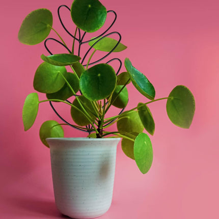 Home & Garden Cartoz.