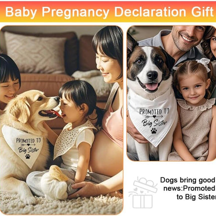 Pet Care Cartoz.