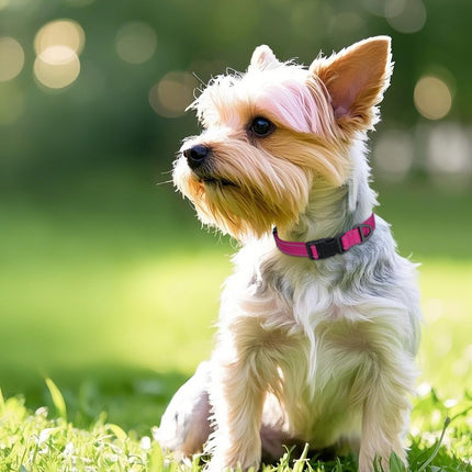 Dog Collars for Small Dogs, Feather-Light Double-Sided Reflective Nylon Collar Night Safety, Adjustable Quick-Release Growing Puppies, Hotpink, S (5/8" Width) Hot Pink S: Width 5/8", Neck 10-16".