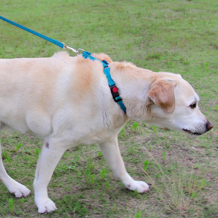 Martingale Dog Collar(12.5-16''), 6FT Double Handle Leash for Training, Sky Blue -.