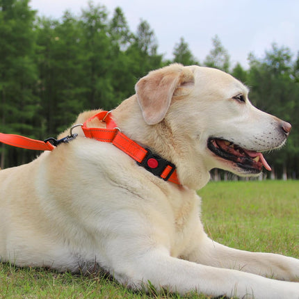 Martingale Dog Collar(16-20"), 6FT Double Handle Leash for Training, Orange -.