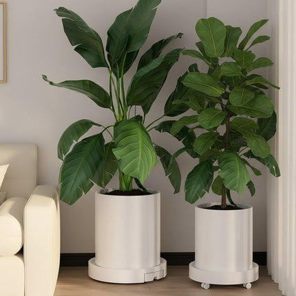 CARLA HOME 2-Pack Rolling Plant Stand with 360° Wheels for Indoor Pots (26 cm).