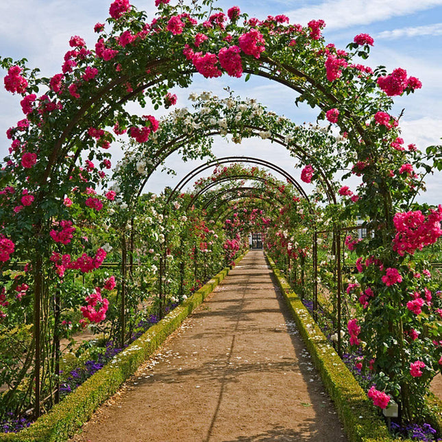Metal Garden Arch Trellis Iron Plant Support Outdoor Climbing.
