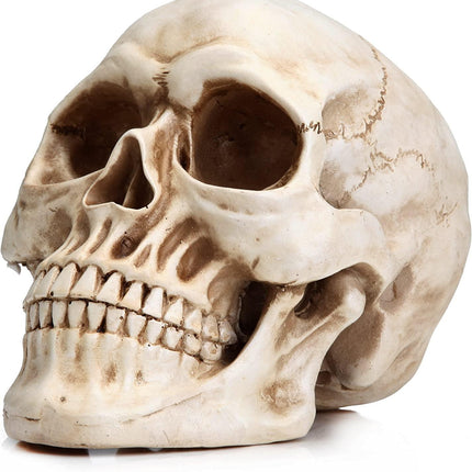 1:1 Replica Realistic Human Adult Skull Head Bone Model.