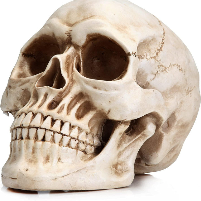 1:1 Replica Realistic Human Adult Skull Head Bone Model.