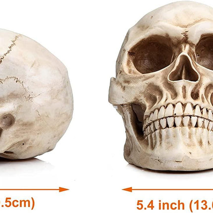 1:1 Replica Realistic Human Adult Skull Head Bone Model.