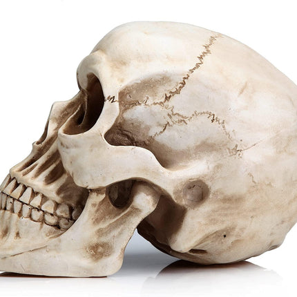 1:1 Replica Realistic Human Adult Skull Head Bone Model.
