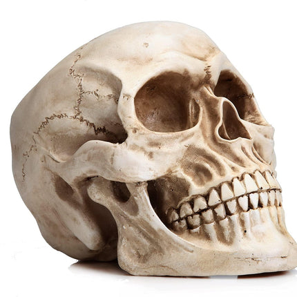 1:1 Replica Realistic Human Adult Skull Head Bone Model.