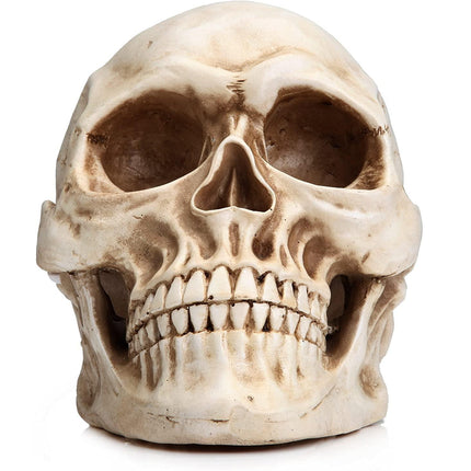 1:1 Replica Realistic Human Adult Skull Head Bone Model.