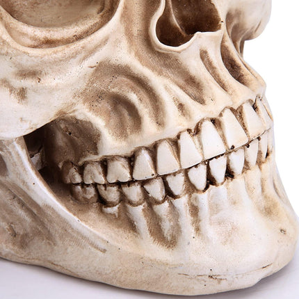 1:1 Replica Realistic Human Adult Skull Head Bone Model.