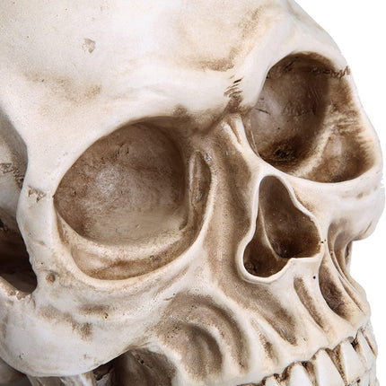 1:1 Replica Realistic Human Adult Skull Head Bone Model.