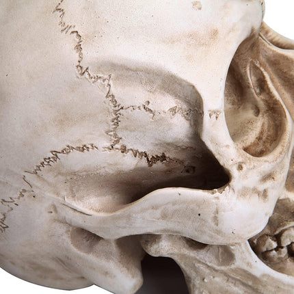 1:1 Replica Realistic Human Adult Skull Head Bone Model.