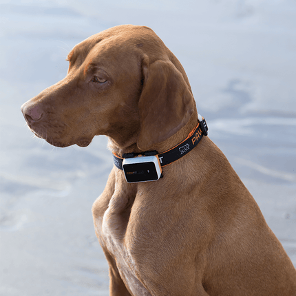 Pawfit 3 Tracker.