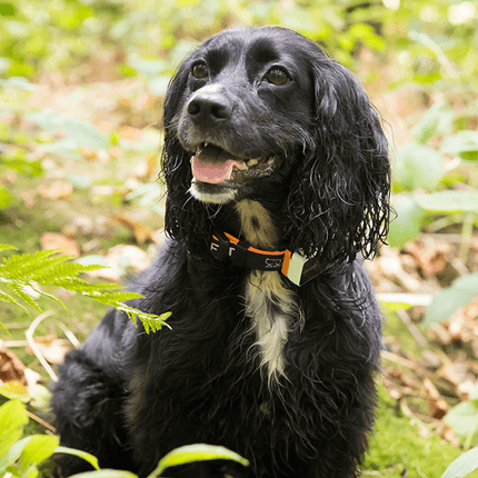 Pawfit 3 Tracker.