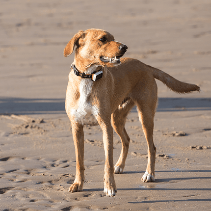 Pawfit 3 Tracker.