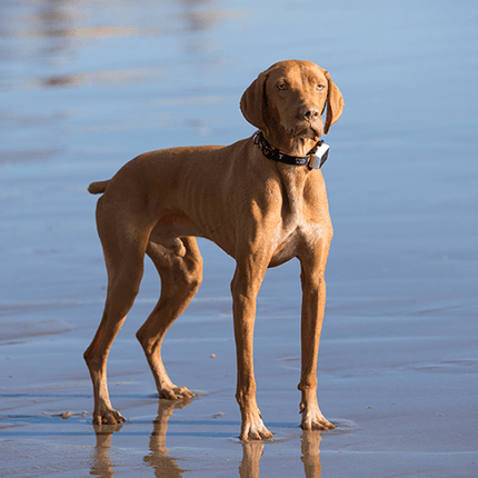 Pawfit 3 Tracker.