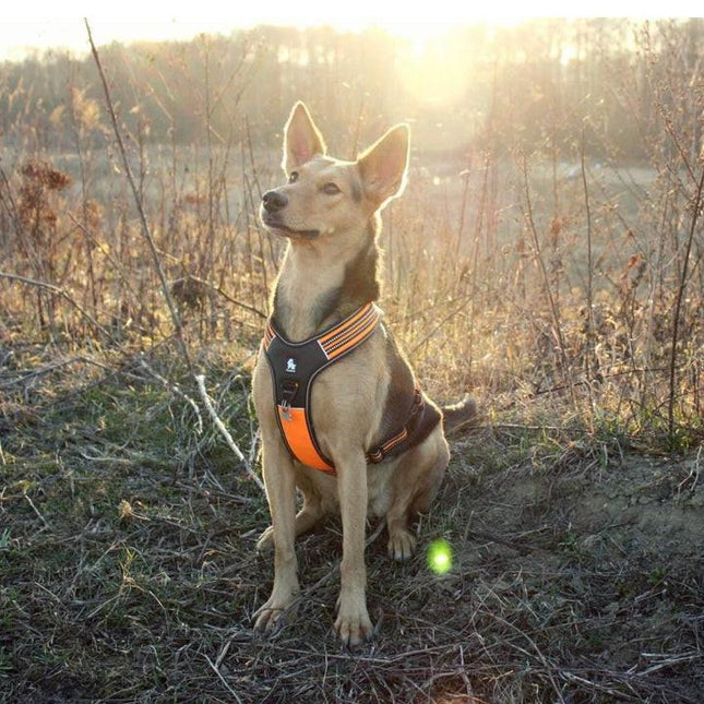 Reflective Heavy Duty Harness Orange M.