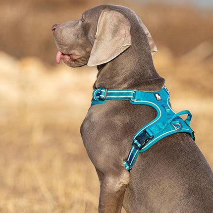 No Pull Harness Blue L.