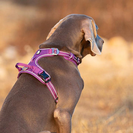 No Pull Harness Purple M.