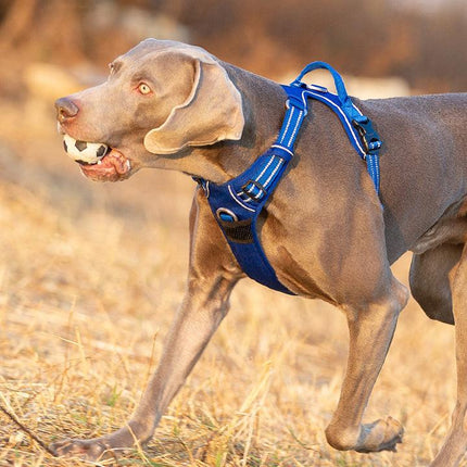 No Pull Harness Royal Blue L.