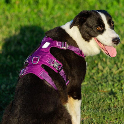 Whinhyepet Harness Purple L.