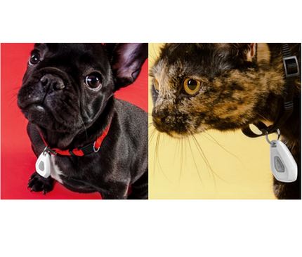 Pet Care Cartoz.