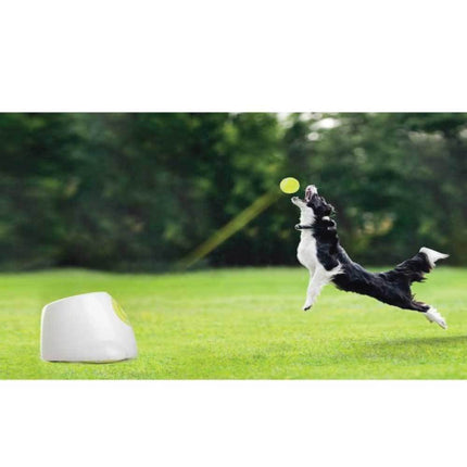 Pet Care Cartoz.