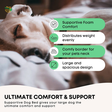 Pet Care Cartoz.