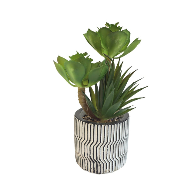 Modern Pot Succulent Plant.