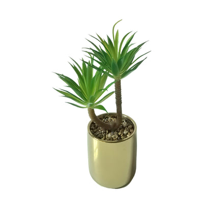 Tiff Pot Succulent Plant.