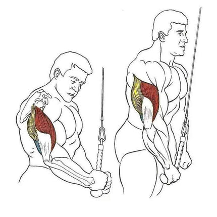 Single Grip Tricep PullDown Rope Cable Attachment Pull Down Rope Tricep Rope Pully.