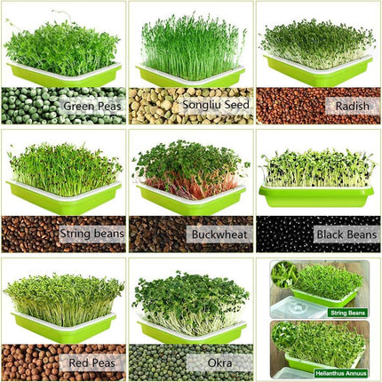 2-Pack Seed Sprouter Trays with Lids BPA-Free, Soil-Free Wheatgrass Growing Kit for Beans, Sprouts, Microgreens.
