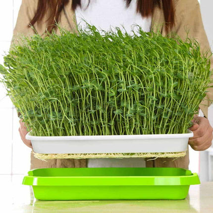 2-Pack Seed Sprouter Trays with Lids BPA-Free, Soil-Free Wheatgrass Growing Kit for Beans, Sprouts, Microgreens.