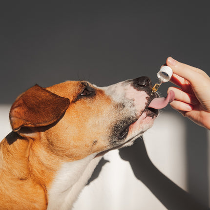 2 x 100ml Raw Hemp Seed Oil + Turmeric Food Supplement for Dogs.