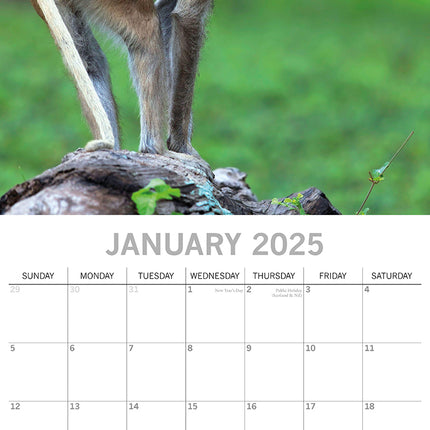 Monkey Business 2025 Square Wall Calendar Animals 16 Months Premium Planner Gift.